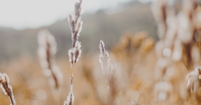 Temperament (Virtual)