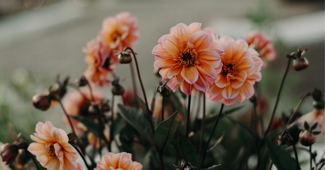 Individual (In-Person)